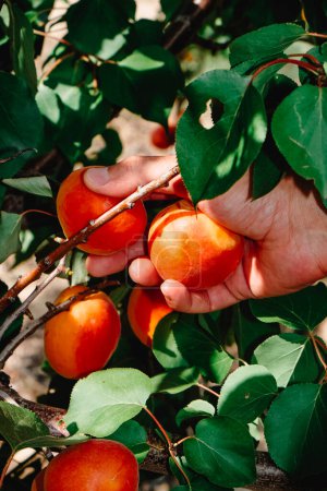 Photo for Closeup of the hand of a man collecting some ripe apricots from an apricot tree, in an orchard in Catalonia, Spain - Royalty Free Image