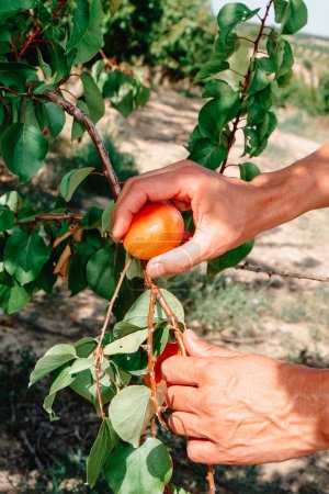 Photo for A man collects a ripe apricot from the branch of a tree, in an orchard in Catalonia, Spain - Royalty Free Image