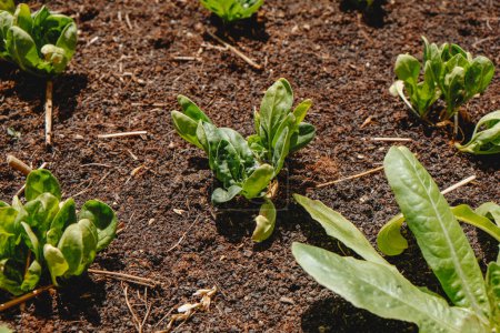 Foto de Detalle de algunas pequeñas plantas de espinacas que crecen junto a algunas plantas de lechuga en un huerto - Imagen libre de derechos