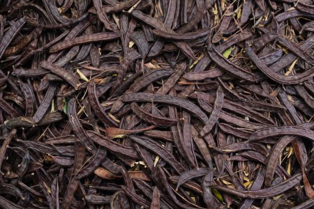 Photo for Closeup of a pile of ripe carob beans after the harvest of this fruit in Spain - Royalty Free Image