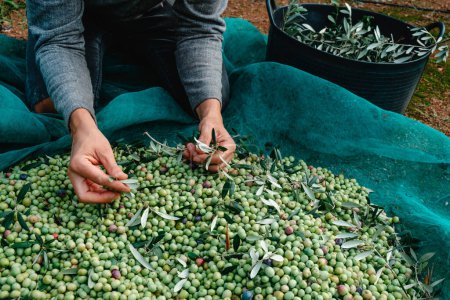 Foto de Un hombre quita algunas hojas de una pila de aceitunas arbequinas recién recogidas durante la cosecha en un olivar en Cataluña, España - Imagen libre de derechos