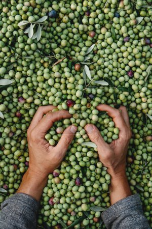 Foto de Vista de alto ángulo de un hombre agarrando un manojo de aceitunas arbequinas recién recogidas durante la cosecha en un olivar en Cataluña, España - Imagen libre de derechos