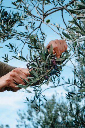 Téléchargez les photos : Un homme utilise un outil ressemblant à un peigne pour récolter des olives d'arbequina mûres sur les branches d'un olivier dans une oliveraie en Catalogne, Espagne - en image libre de droit