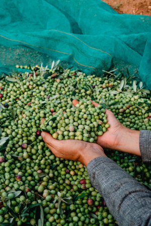 Foto de Un hombre agarra un manojo de aceitunas arbequinas recién recogidas durante la cosecha en un olivar en Cataluña, España - Imagen libre de derechos