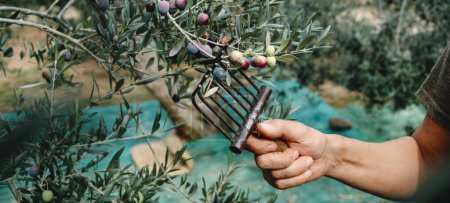 Photo for A man harvests some arbequina olives using a comb-like tool in an olive grove in Catalonia, Spain, in a panoramic format to use as web banner or header - Royalty Free Image