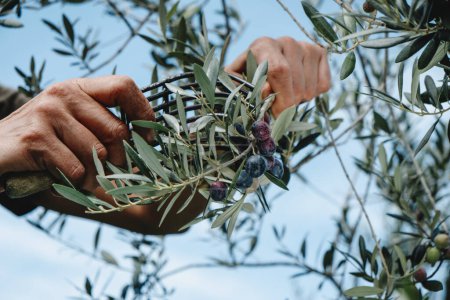Photo for Man harvests  some ripe arbequina olives from the branches of an olive tree in a grove in Catalonia, Spain, using a comb-like tool - Royalty Free Image