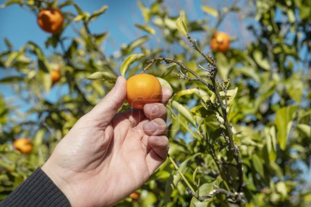 Téléchargez les photos : Fermer un homme ramassant des mandarines de l'arbre, dans un verger en Catalogne, Espagne - en image libre de droit