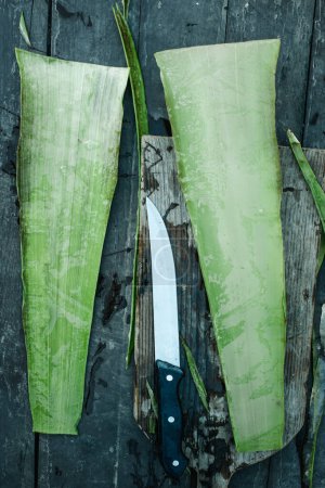 Photo for High angle view of a freshly cut leaf of aloe vera, revealing its inner gel, on a chopping board placed in a rustic wooden table in an organic farm - Royalty Free Image