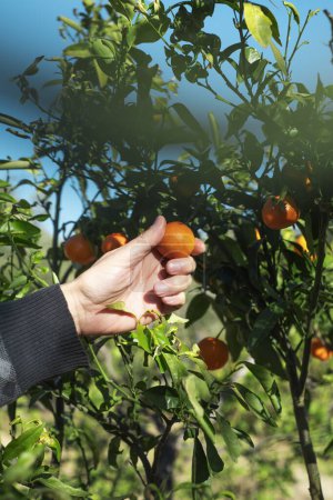 Photo for A man collects some mandarins from a tree in an orchard in Catalonia, Spain - Royalty Free Image