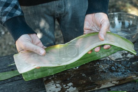 Foto de El hombre tiene el gel interior de una hoja de aloe vera en sus manos en una granja orgánica - Imagen libre de derechos