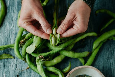 Photo for A man takes some broad beans out of its pod, on a rustic gray wooden table - Royalty Free Image