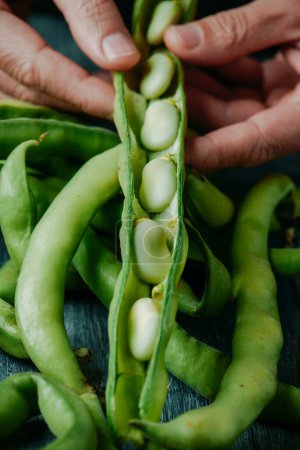 Photo for Closeup of a man with an open broad bean pod in his hand with many beans inside - Royalty Free Image