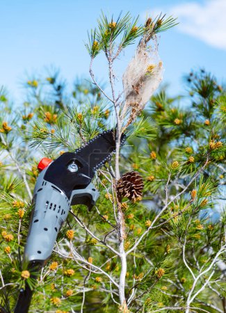 Foto de Alguien está a punto de cortar la rama de un pino que tiene una carpa procesionaria de pino con un aserradero telescópico alimentado por batería - Imagen libre de derechos