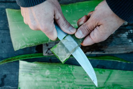 Foto de Un hombre extrae el gel de una hoja de aloe vera usando un cuchillo en una mesa de herrumbre en una granja orgánica - Imagen libre de derechos