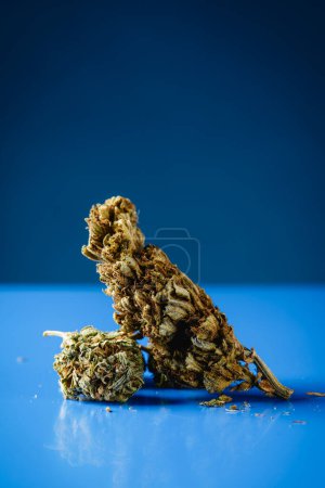 Foto de Primer plano de algunos brotes de cannabis en una superficie azul, sobre un fondo azul con un poco de espacio en blanco en la parte superior - Imagen libre de derechos