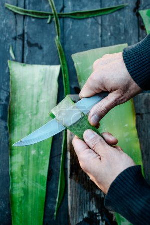 Téléchargez les photos : Vue grand angle d'un homme extrayant le gel d'une feuille d'aloe vera avec un couteau dans une ferme biologique - en image libre de droit
