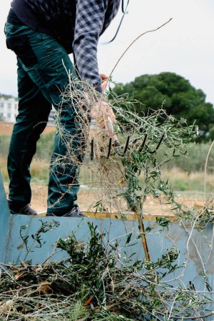 a man use a garden fork to throw plant remains into a large container for plant debris