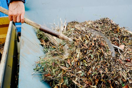 Téléchargez les photos : Un homme utilise une pelle pour jeter des restes de plantes dans un grand récipient pour les débris végétaux - en image libre de droit