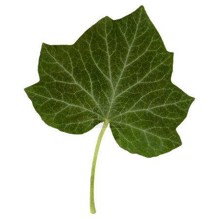 Hedera ivy leaf isolated isolated over white background