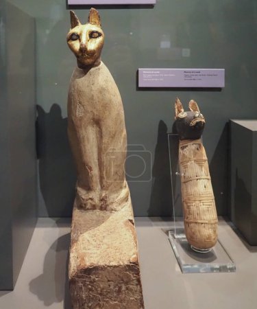 Téléchargez les photos : TURIN, ITALY - CIRCA DECEMBER 2022: Cat and dog mummy at Museo Egizio Egyptian Museum - en image libre de droit
