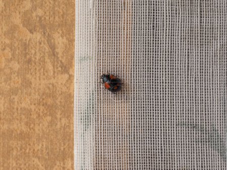Téléchargez les photos : Ladybird aka ladybug or lady beetle of animal class insects - en image libre de droit