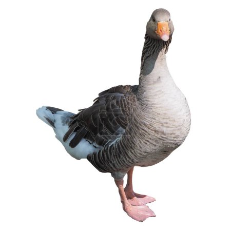 Photo for Toulouse goose bird isolated over white background - Royalty Free Image