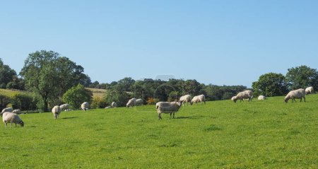 Foto de Rebaño de ovejas en la campiña inglesa en Tanworth en Arden Warwickshire, Reino Unido - Imagen libre de derechos
