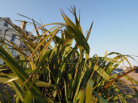 Téléchargez les photos : Nouvelle-Zélande plante de lin nom scientifique Phormium tenax - en image libre de droit