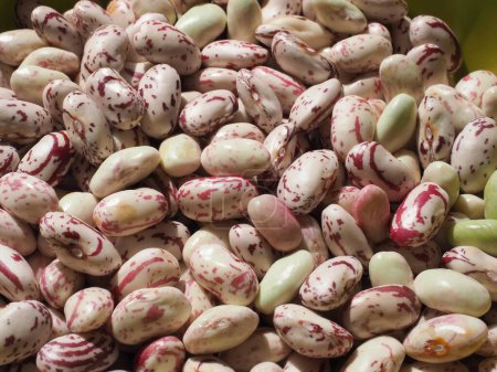 crimson beans, variety of common bean useful as a background