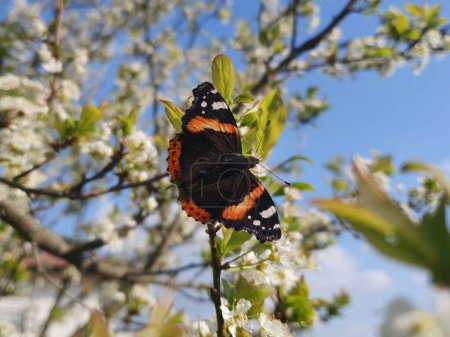 vanessa atalanta butterfly aka red admiral or red admirable on cherry tree flower