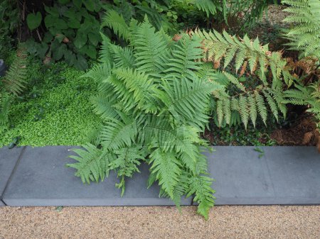 Photo for Green fern plant scientific classification Leptosporangiate ferns - Royalty Free Image