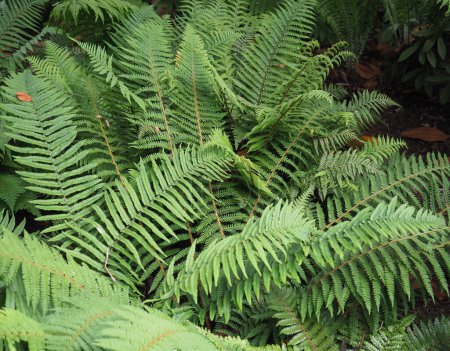 Photo for Green fern plant scientific classification Leptosporangiate ferns - Royalty Free Image