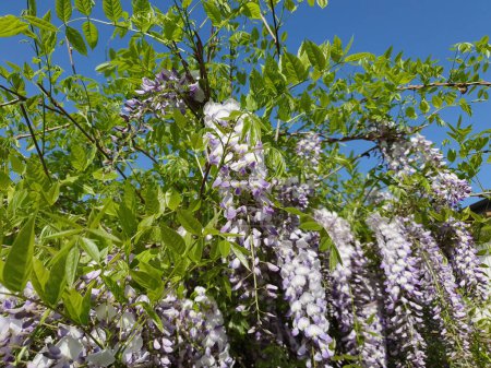 wysteria plant with light purple flowers useful as a background