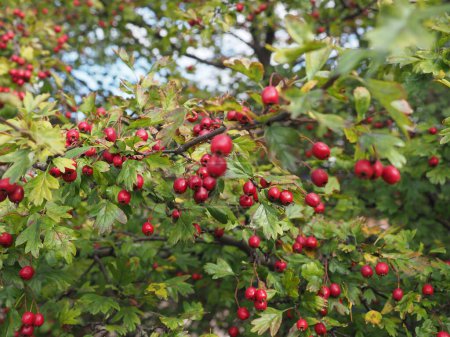 hawthorn berries aka thornapple plant scientific name Crataegus