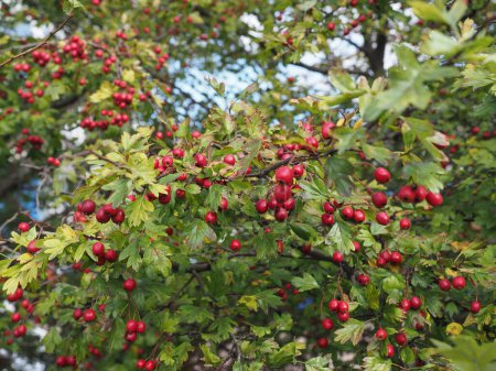 hawthorn berries aka thornapple plant scientific name Crataegus