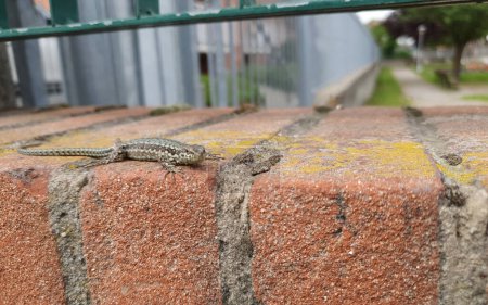 lézard sur un mur de briques nom scientifique Lacertilia de reptiles de classe animale