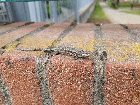 lézard sur un mur de briques nom scientifique Lacertilia de reptiles de classe animale