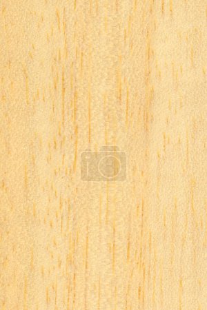 industriellen Stil hellbraun ayous Samba Obeche afrikanisches Holz (wissenschaftlicher Name Triplochiton Skleroxylon) Textur nützlich als Hintergrund