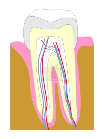 Illustration for Tooth cross section illustration showing teeth anatomy - Royalty Free Image