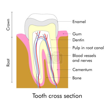 Tooth cross section illustration showing teeth anatomy