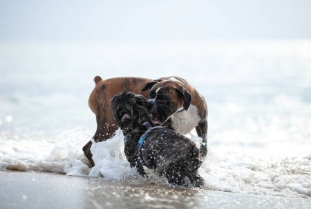 Photo for Two domestic dogs fighting or playing in wather at the beach - Royalty Free Image