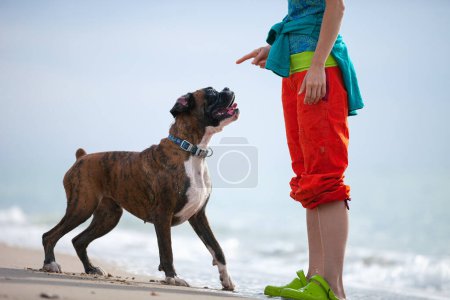 Young woman giving a command to a boxer dog. The dog listening to her and obeying.