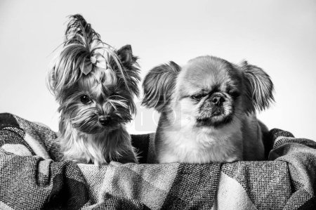 Pekingese and Yorkshire, two lady dogs together. Isolated on gray. Poster 658384774