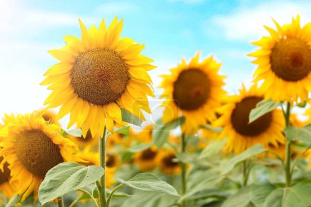 Sunflowers against the sky with sunlight. Selective focus. Ukrainian beautiful nature. Harvesting.