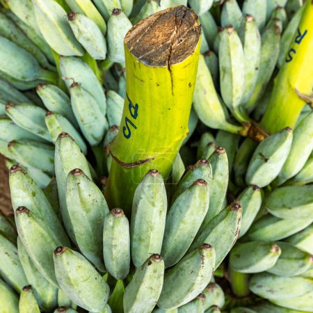 Téléchargez les photos : Bananes vertes à vendre au grand marché alimentaire de Dambulla, Sri Lanka. - en image libre de droit