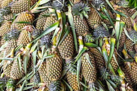 Photo for Pineapple background, lots of ripe yellow pineapples at market asia fruit food pineaple. Sri Lanka. - Royalty Free Image