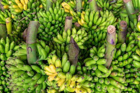 Photo for Green bananas for sale at big food market of Dambulla, Sri Lanka. - Royalty Free Image