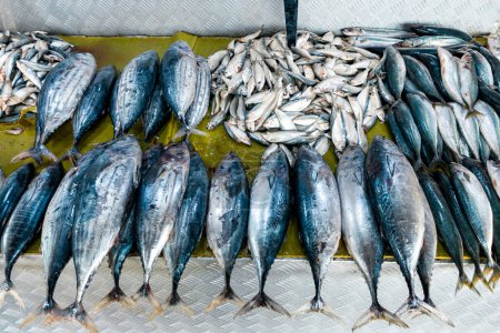 Foto de Actividades pesqueras y mercado de pescado en Negombo, Sri Lanka. - Imagen libre de derechos