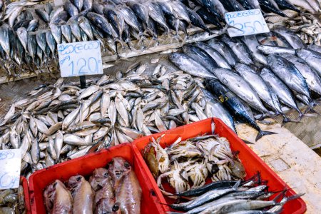 Téléchargez les photos : Activités de pêche et marché aux poissons à Negombo, Sri Lanka. - en image libre de droit