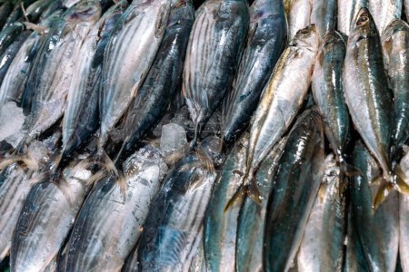 Téléchargez les photos : Activités de pêche et marché aux poissons à Negombo, Sri Lanka. - en image libre de droit